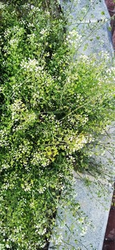 薺菜花