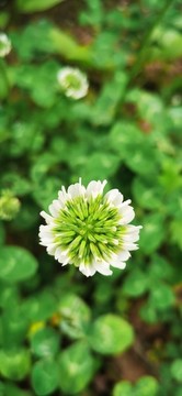 白車軸草