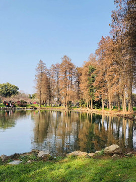 水杉林