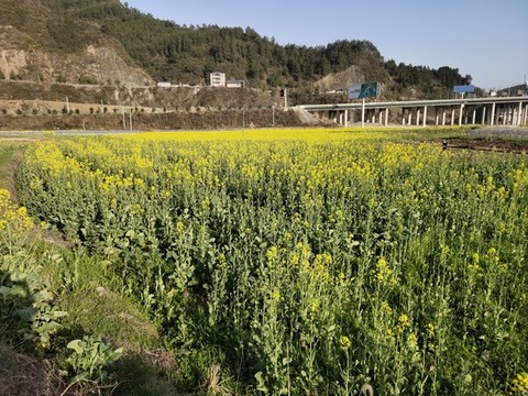 油菜