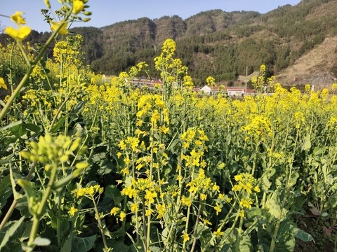 油菜花