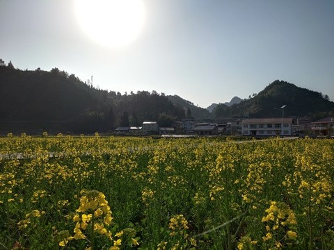 陽(yáng)光下的油菜花
