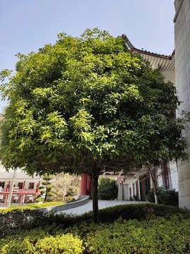 桂花樹