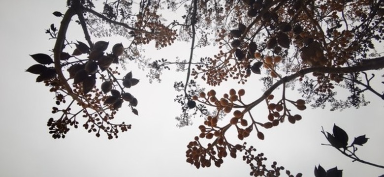 樹枝剪影