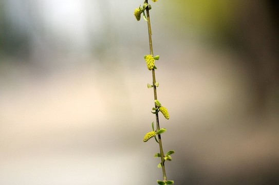楊柳輕揚(yáng)萬(wàn)絲絳