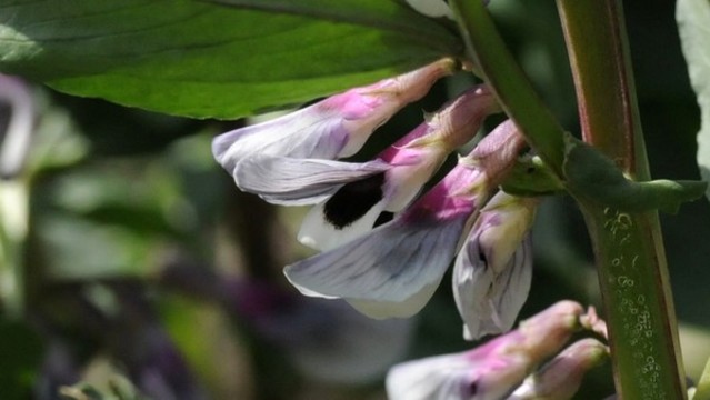 蠶豆花