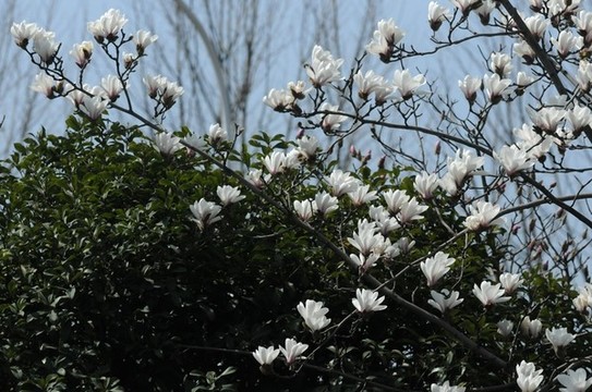 玉蘭花