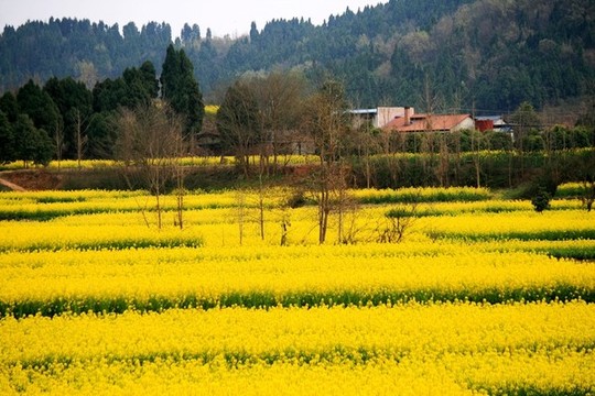 油菜花田