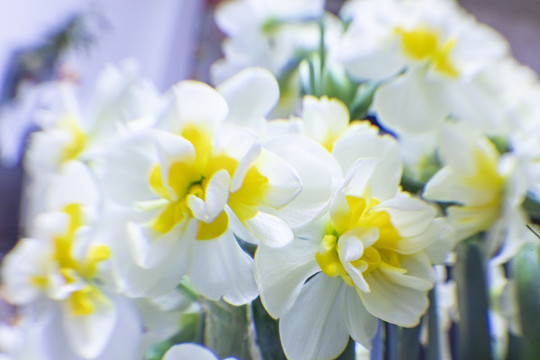 重瓣水仙花