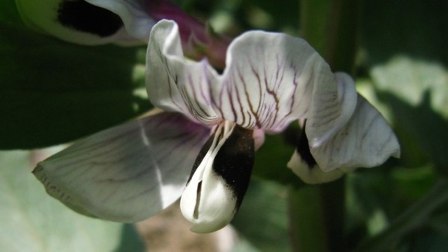 蠶豆花