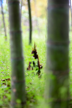 竹筍