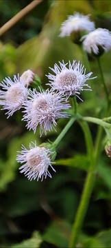藿香薊