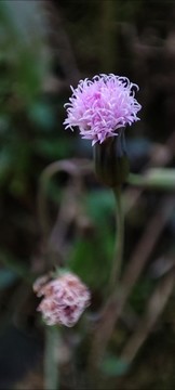 一點(diǎn)紅
