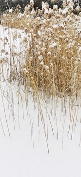 雪中蘆葦