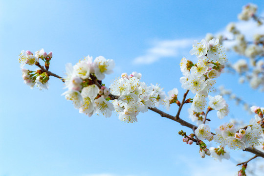 櫻花
