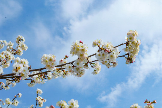 櫻花