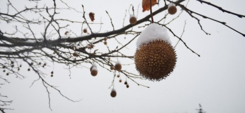 落雪的梧桐樹(shù)果實(shí)