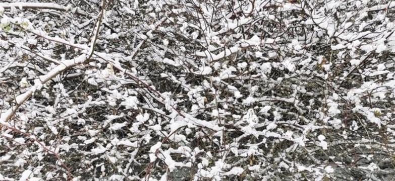 落雪的樹(shù)枝