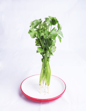 香菜