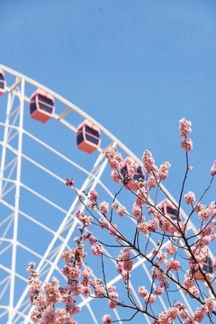 櫻花摩天輪