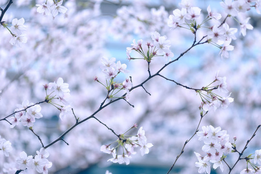 城市中的櫻花