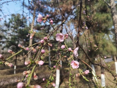 紅梅花開
