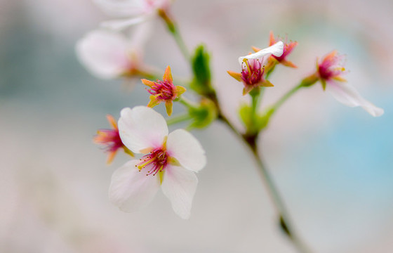 櫻花
