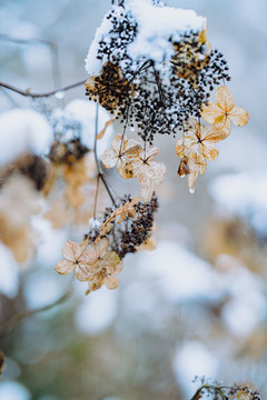 雪景