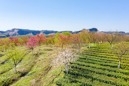 高椅嶺櫻花茶園
