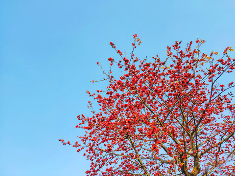 廣州市市花