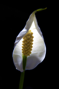 一帆風(fēng)順花