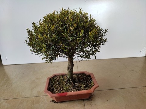 黃楊木