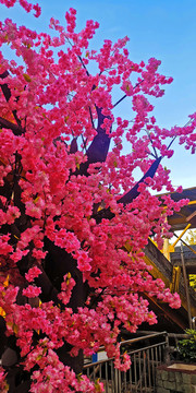 公園里的櫻花樹