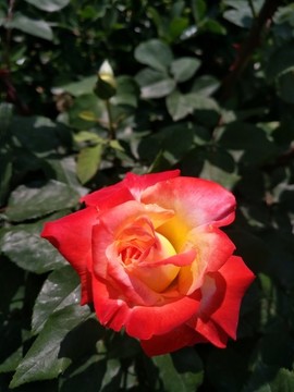 月季花開
