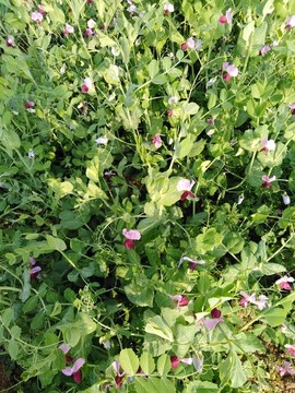小豌豆花開