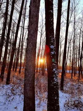 樹林斜陽
