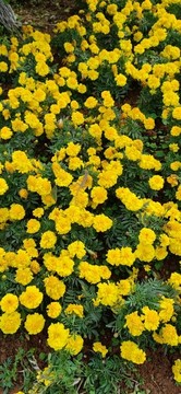 野菊花