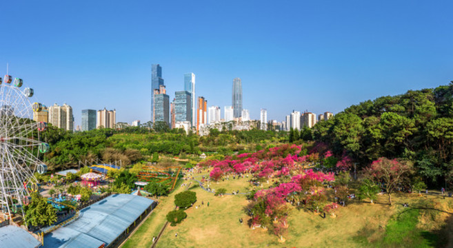 石門公園櫻花