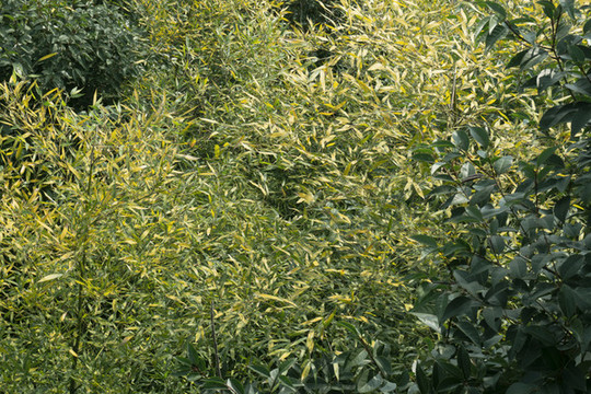 綠色植物素材背景