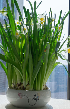 陽(yáng)光下家養(yǎng)水仙花特寫(xiě)鏡頭