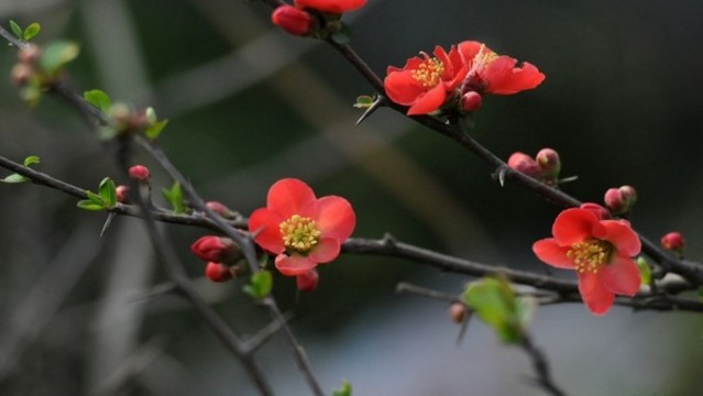 貼梗海棠