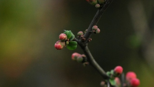 貼梗海棠