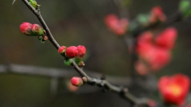 貼梗海棠