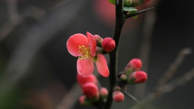 貼梗海棠