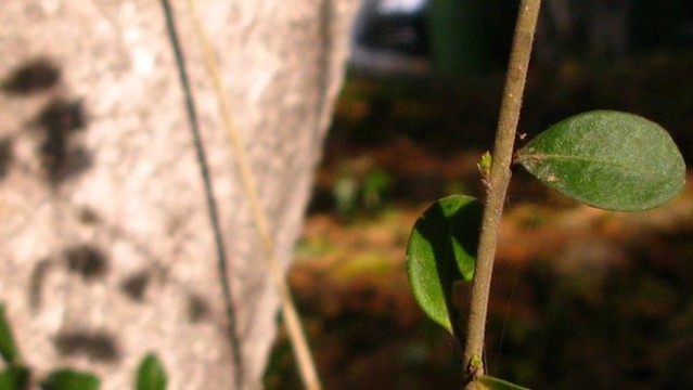 木犀