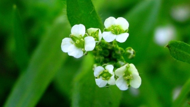 薺菜