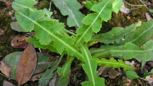 苣荬菜