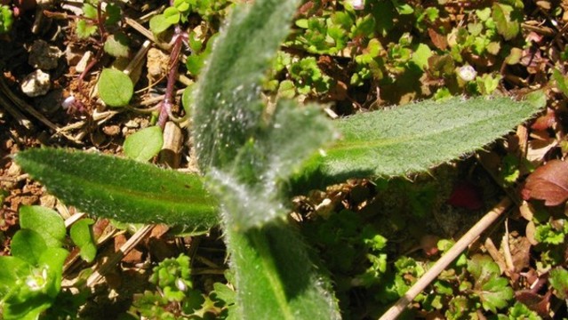 刺兒菜