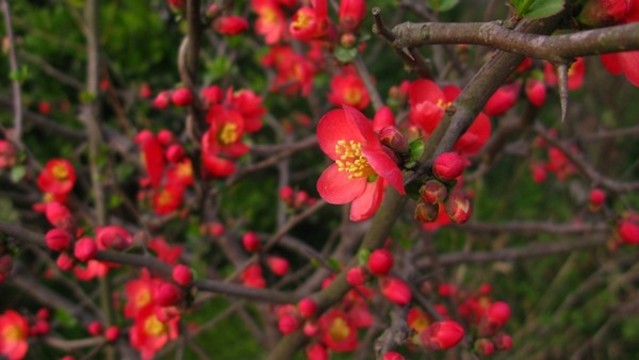 貼梗海棠