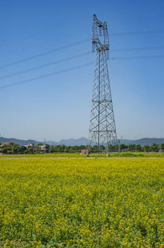 油菜花